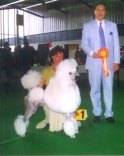 Ahornstreet White Final Countdown (Leo) Judge Mr. Enrique J. Filippini (Rep. Arg.) BOB