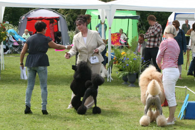 Swedisch Poodle Show 2010